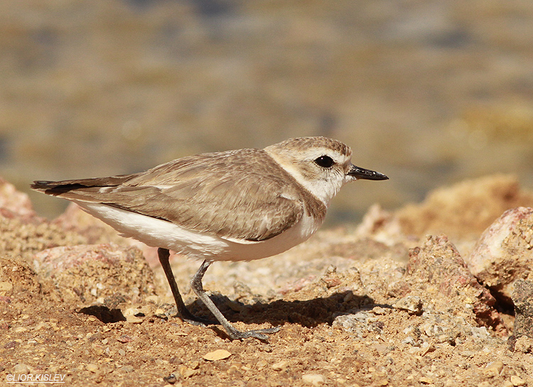 Kentish Plover Charadrius alexandrinus  . km 20 salt ponds Eilat,April 2013 Lior Kislev